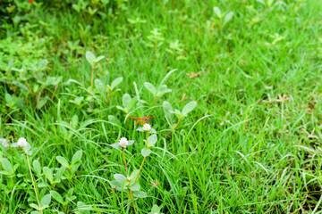grass and flowers