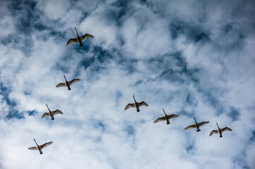Swans fly wedge in the warm country for the winter
