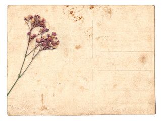 Blank old vintage postcard with dry flower isolated