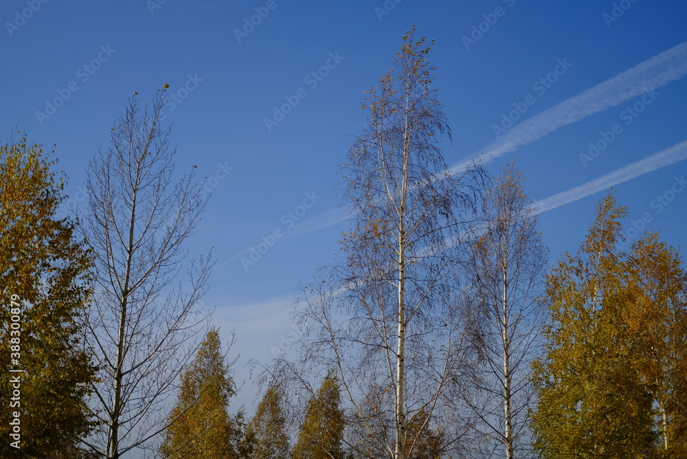 Wall mural trees in the autumn forest