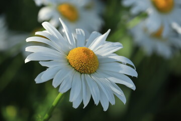 Chamomile on a flower bed close up