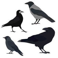 Set of black birds. Raven, hooded crow, rook and jackdaw. Vector illustration.