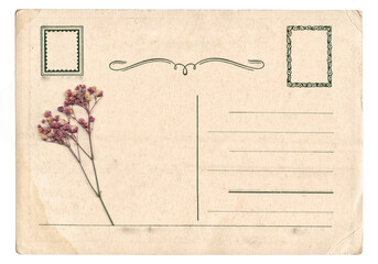 Blank old vintage postcard with dry flower isolated