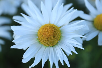 Obraz premium Chamomile on a flower bed close up