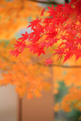 紅葉