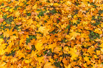 yellow autumn leaves