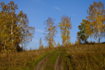 autumn forest in the autumn