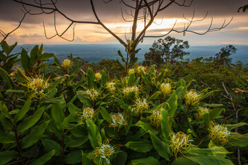Hedychium ellipticum Buch. - Ham,ex Sm, Beautiful wild followers in the rainy-season.