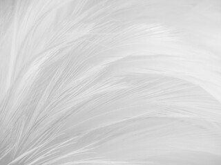 Beautiful abstract gray feathers on white background and soft white feather texture on white pattern and brown background, white texture wallpaper, love theme, valentines day