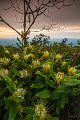 Hedychium ellipticum Buch. - Ham,ex Sm, Beautiful wild followers in the rainy-season.