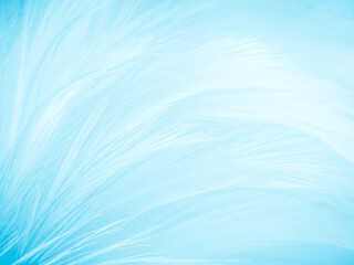 Beautiful abstract blue feathers on white background and soft white feather texture on blue pattern and blue background, feather background, blue theme valentines day