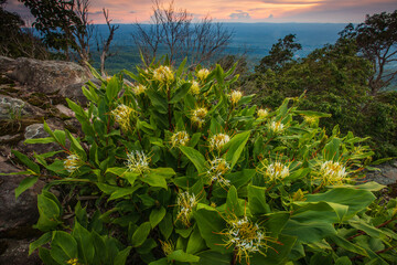 Hedychium ellipticum Buch. - Ham,ex Sm, Beautiful wild followers in the rainy-season.