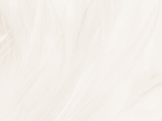 Beautiful abstract gray feathers on white background and soft white feather texture on white pattern and brown background, white texture wallpaper, love theme, valentines day