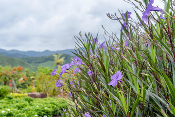 Selective focus on the front of a beautiful purple flower blooming (Ruellia Tuberosa, Waterkanon) with blurred nature background of violet flowers and landscape of green plantation and mountain.