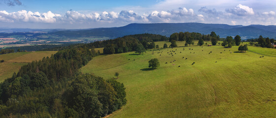 Landscape on the border of the Czech Republic and Poland with a grazing herd of cows.