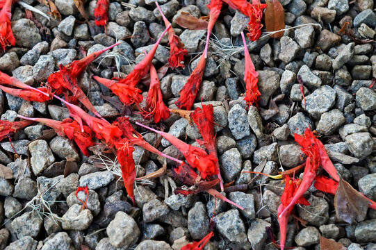 Scarlet flame bean flowers or mountain rose flowers (Brownea grandiceps) on soil, Rio, Brazil
