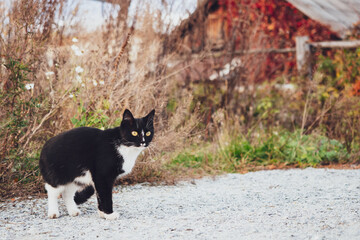 Naklejka na ściany i meble Black and white cat sneaks in the grass on the background of a wooden house, autumn, village.