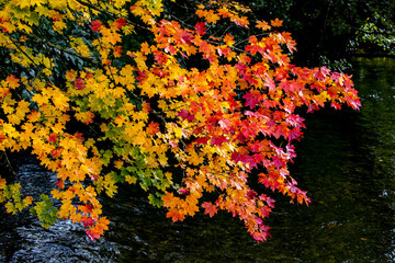 Obraz na płótnie Canvas feuilles d'érable en automne