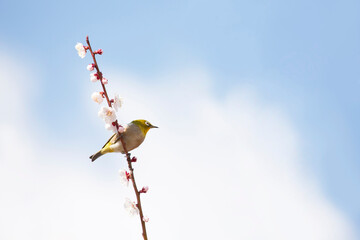 梅とメジロ