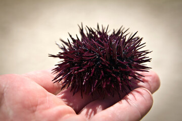 Hand holding purple sea urchin on a light background.