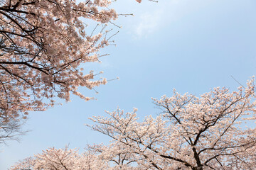 大阪城公園の桜