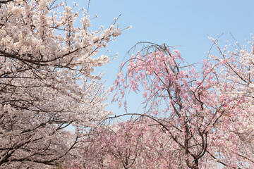 大阪城公園の桜
