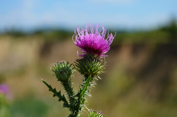 Milk Thistle plant herbal remedy. thistle, Blessed milk,