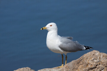 Fototapeta na wymiar Ring-billed gull on a Rock
