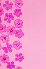 phlox flowers on pink paper background