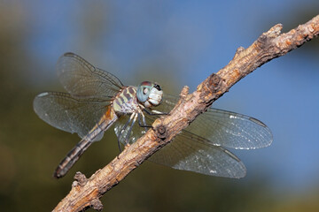 Open Winged Vibrant Blue Dasher