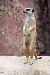 Meerkat standing on a stone and being watchfully on the lookout