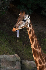 Beautiful portrait of a Baringo Giraffe from neck up with its tongue out in a zoo in Valencia Spain