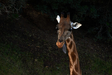 Beautiful portrait of a Baringo Giraffe with its tongue out in a zoo in Valencia Spain