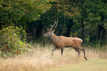 Red deer in the grass with dark forest background 