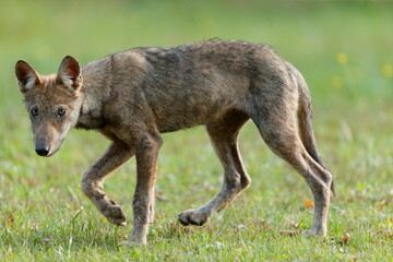 Wolf cub walks in the meadow