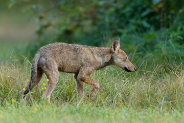 Naklejka na ściany i meble Wolf cub walks in the tall grass with blurred green background 