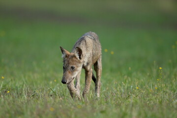 Naklejka na ściany i meble Wolf cub walks in the meadow