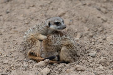 Two Meerkat cuddling for warmth, one meerkat curled up and the other meerkat being alert for threats, looking about