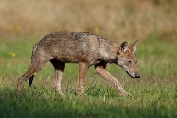 Naklejka na ściany i meble Wolf cub walks in the meadow