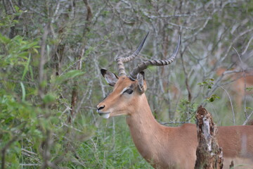 impala antelope in kruger park