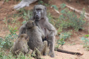 baboon mother and baby