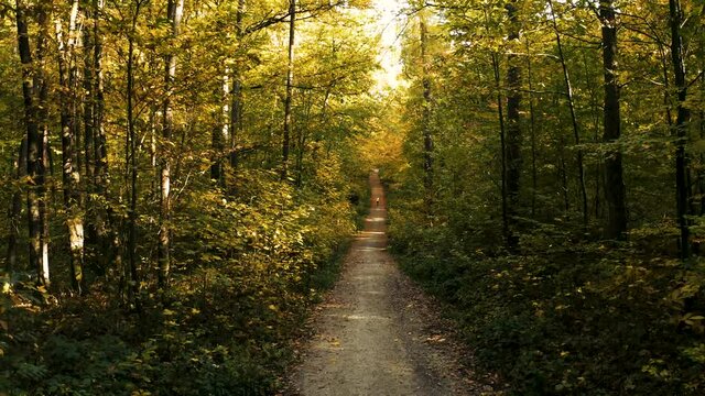 Drone flight along a path in the woods. Following a lonely runner, through the autumn colored trees