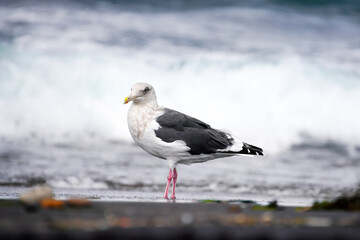 波打ち際の砂浜に佇むカモメ