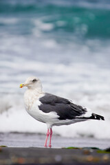 Obraz premium 波打ち際の砂浜に佇むカモメ