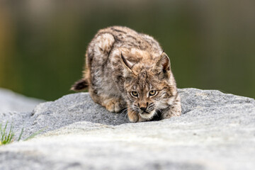 Obraz premium Lynx in green forest with tree trunk. Wildlife scene from nature. Playing Eurasian lynx, animal behaviour in habitat. Wild cat from Germany. Wild Bobcat between the trees