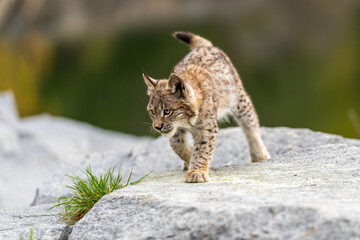 Lynx in green forest with tree trunk. Wildlife scene from nature. Playing Eurasian lynx, animal behaviour in habitat. Wild cat from Germany. Wild Bobcat between the trees