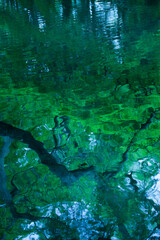 金鱗湖に映る新緑