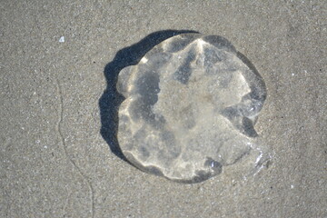 jellyfish on the beach