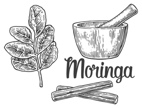 Moringa leaves and pod. Mortar and pestle. Vector vintage engraved illustration.