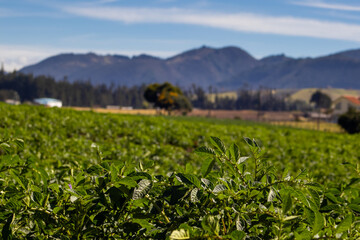 Typical potato field at La Calera municipality at the Cundinamarca region in Colombia